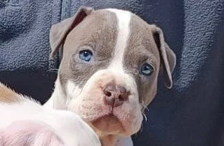 Americký stafordšírský teriér modrá št.s P.P. k odběru