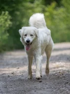 Slovenský čuvač Sebastien