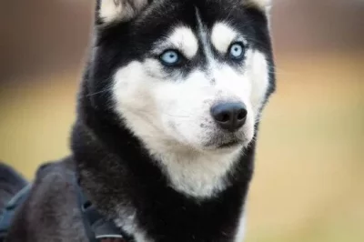 Husky Trixie