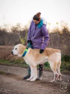 Středoasijský pastevecký pes Rocky