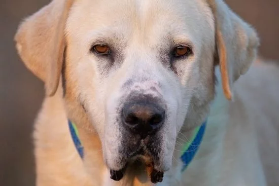 Středoasijský pastevecký pes Rocky