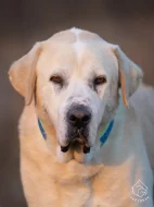 Středoasijský pastevecký pes Rocky