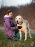 Středoasijský pastevecký pes Rocky