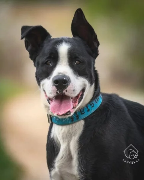 Kříženec Molose Mach