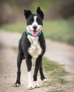 Kříženec Molose Mach