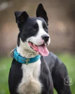 Kříženec Molose Mach