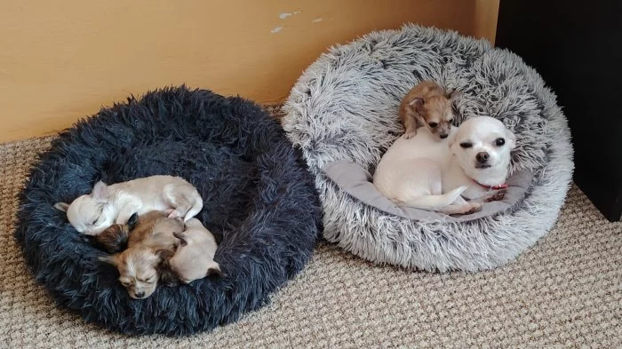 Prodám štěňata mini civavy