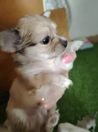 Prodám štěňata mini civavy