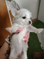 Prodám štěňata mini civavy