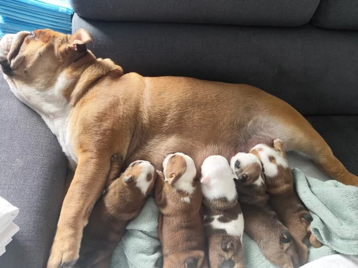 Anglický Bulldog s PP