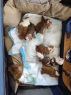 Anglický Bulldog s PP