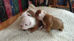 Anglický Bulldog s PP