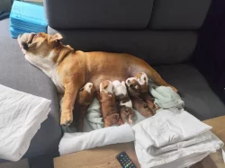 Anglický Bulldog s PP