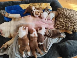 Anglický Bulldog s PP