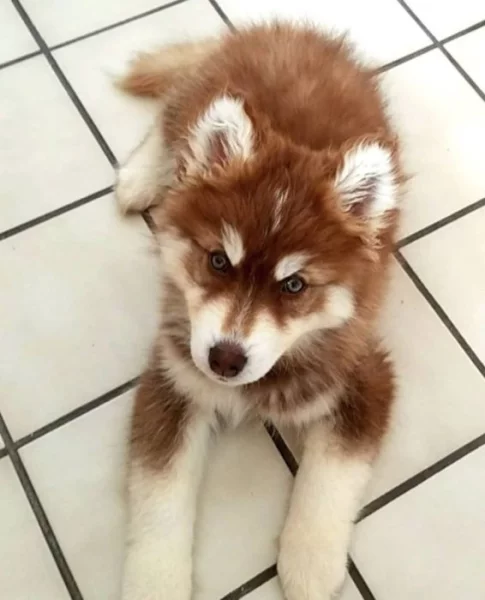 Okouzlující štěně huskyho