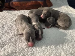 Štěňata Whippet s PP