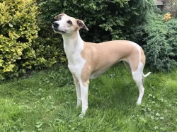 Štěňata Whippet s PP