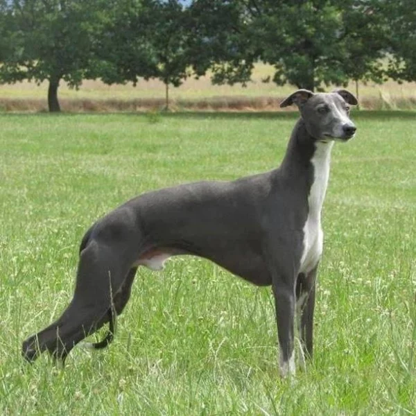 Štěňata Whippet s PP