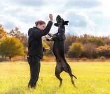 Louisianský leopardí pes Urumaco