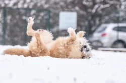 Kříženka Kačenka