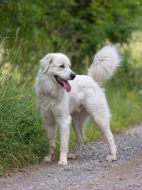 Slovenský čuvač Sebastien