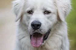 Slovenský čuvač Sebastien