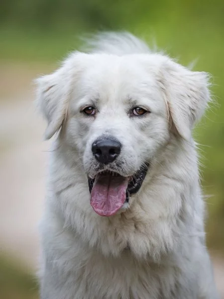 Slovenský čuvač Sebastien