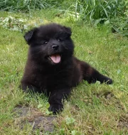 Německý velký špic prodám štěňata s PP