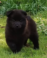 Německý velký špic prodám štěňata s PP