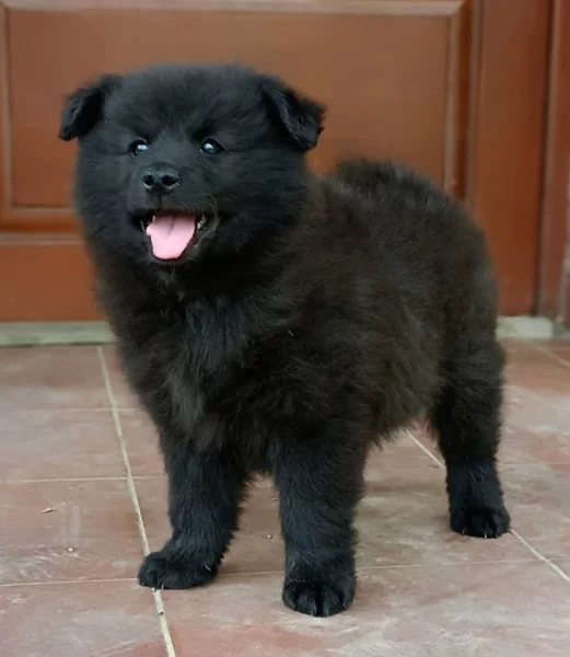 Německý velký špic prodám štěňata s PP