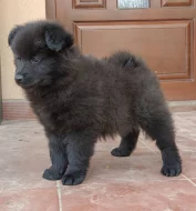 Německý velký špic prodám štěňata s PP