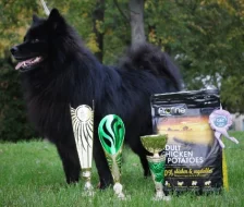 Německý velký špic prodám štěňata s PP