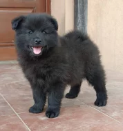 Německý velký špic prodám štěňata s PP