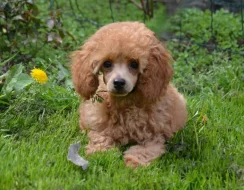 Pudl toy červenoplavý s PP