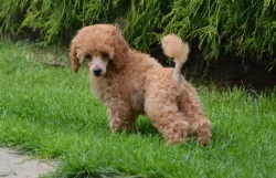 Pudl toy červenoplavý s PP