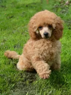 Pudl toy červenoplavý s PP