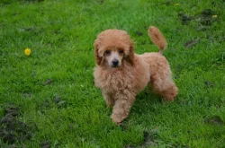 Pudl toy červenoplavý s PP