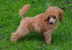 Pudl toy červenoplavý s PP