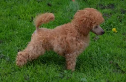 Pudl toy červenoplavý s PP