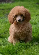 Pudl toy červenoplavý s PP