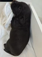 Štěňata Český fousek