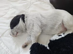 Štěňata Český fousek