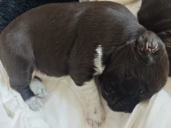 Štěňata Český fousek