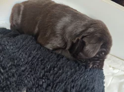 Štěňata Český fousek