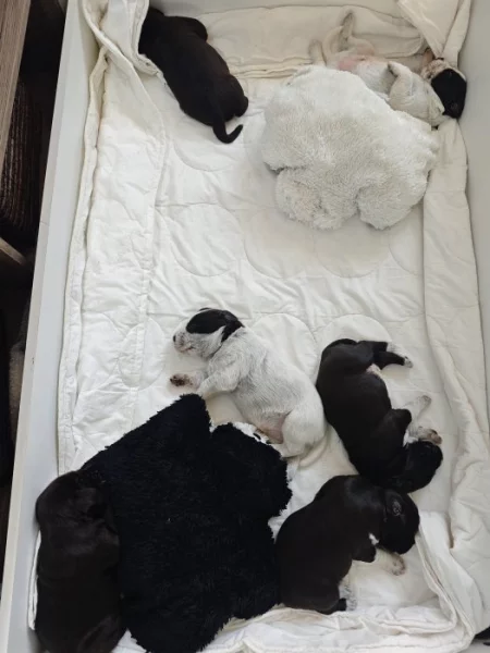 Štěňata Český fousek