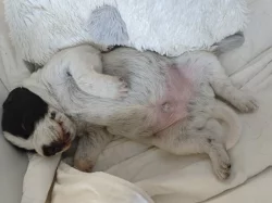 Štěňata Český fousek