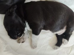 Štěňata Český fousek