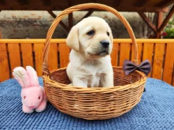 Nabídka  štěněte labradorského retrievera