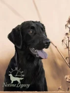 Flat coated retriever