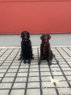 Flat coated retriever